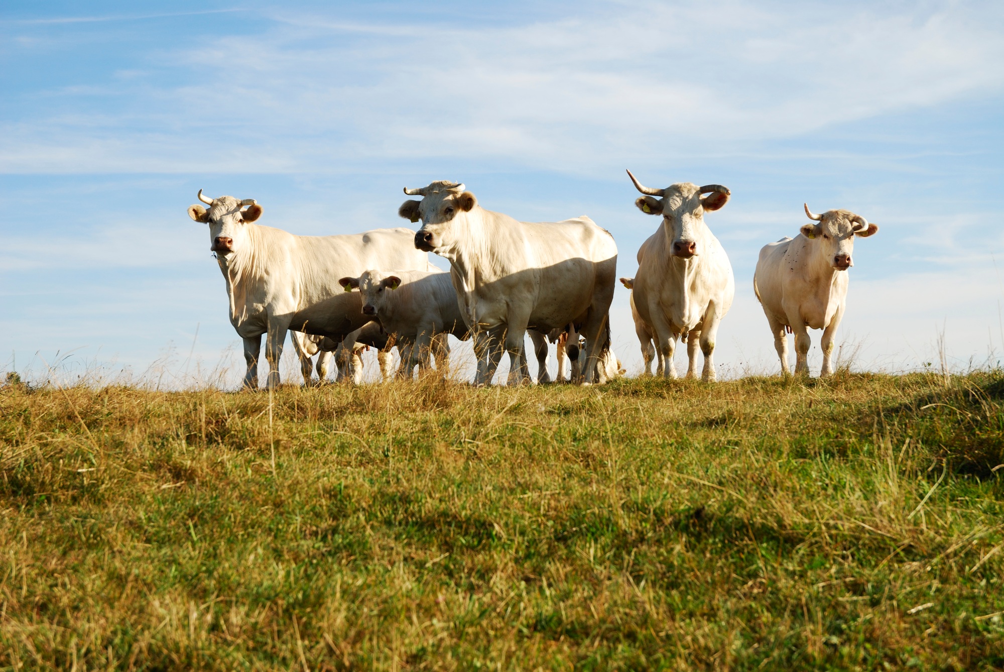 Cattle Herd