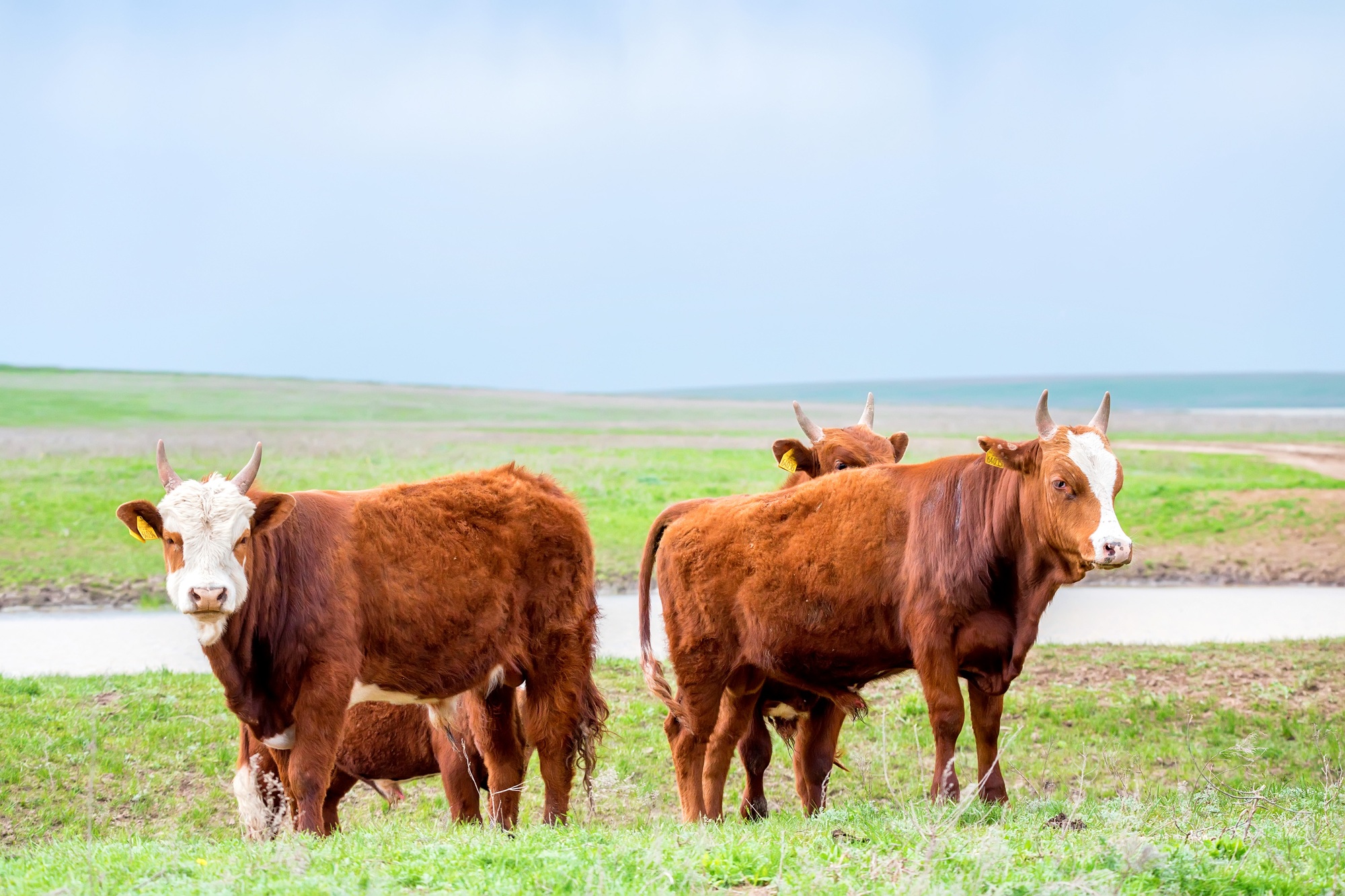 Young cattle on green meadow